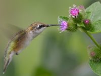 Hummingbirds are among the 88 species included in a new study which shows that the warming of the planet has thrown off the timing of relationships between predators and prey as well as plant-eaters and pollinators. (Photo: Jen Goellnitz/Flickr/cc)