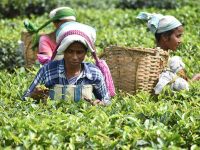 Women labourers plucking tea leaves at a plantation in Udalguri of Assam.
