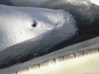 Beluga whales have small external	ear openings, located a	few inches	behind each eye. All work conducted under NMFS permit	no. 14245.	Photo by Alaska	Department