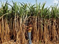 Why Indian sugarcane farmers are angry with  President Bolsanaro’s visit to India