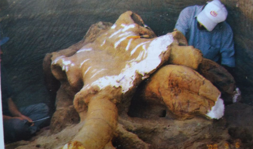 Mammoth fossil excavated newr pampore in 2000.