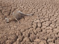 The Lasting Condition: Drought in Australia