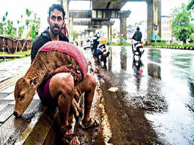 Management Of Livestock In Kerala's Flood| Countercurrents