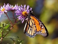 Why Treaty Protection is Needed for Migratory Pollinators