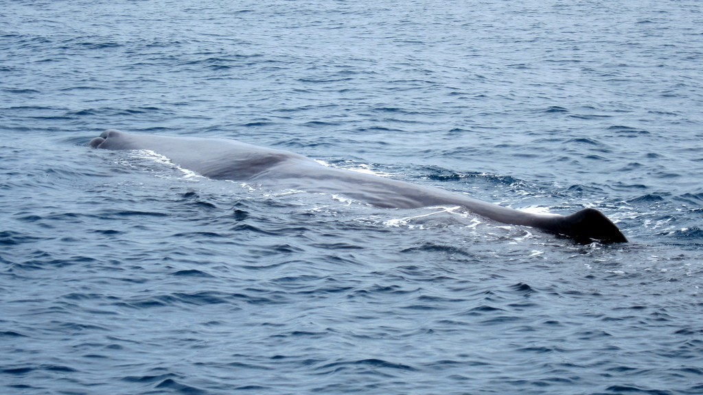 sperm whale photo