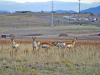 Nervous now, future worse: pronghorn antelope at the edge of a growing economy. (Photo Credit: Michael Shealy)