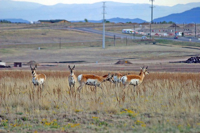 Pronghorns Michael Shealy
