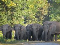 Man-elephant conflict on rise in Udalguri district of Assam