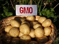 From GM Potatoes To Glyphosate: Regulatory Delinquency And Toxic Agriculture