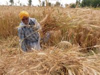 The reality behind the MSP hike on Rabi crops