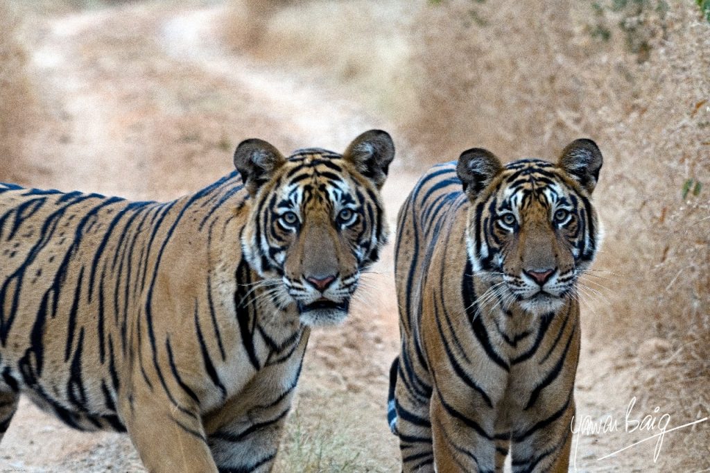 Tiger twins