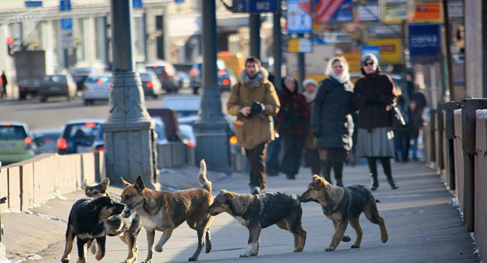 moscow dogs