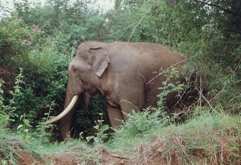 Mudumallai Elephant