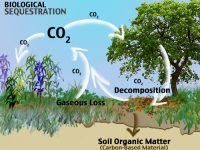 The Role of Sequestration in Reversing Anthropogenic Climate Change: An Update 