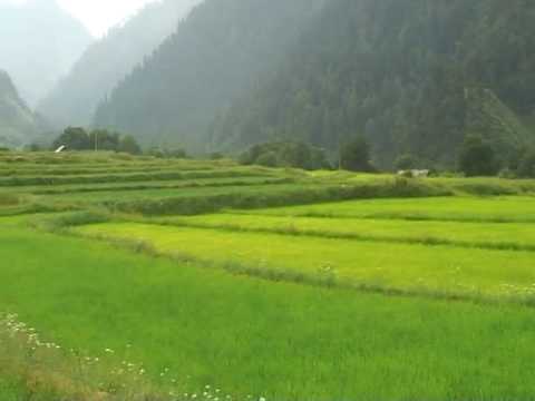 kashmir paddy fields