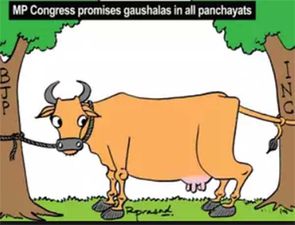 cow congress