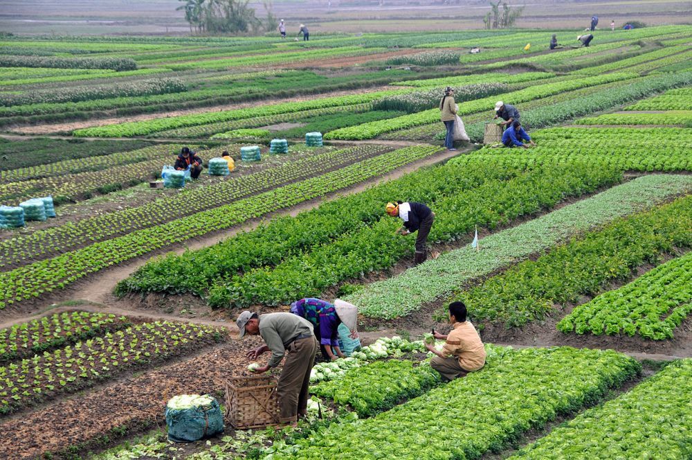 Agriculture in Vietnam with farmers 1000 664 80