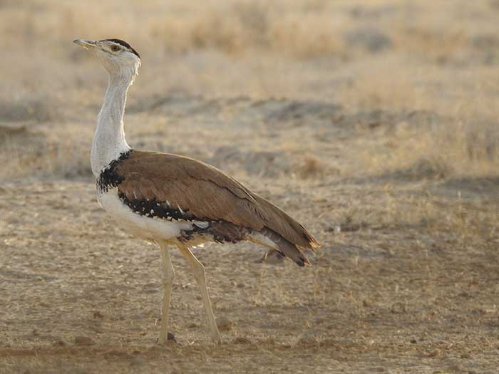 Great Indian bustard  Natural History, Conservation Status