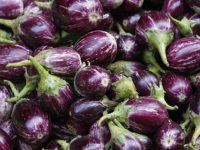 Bt Brinjal Illegally Growing in India: Who Is Really Pulling the Strings? | Colin Todhunter