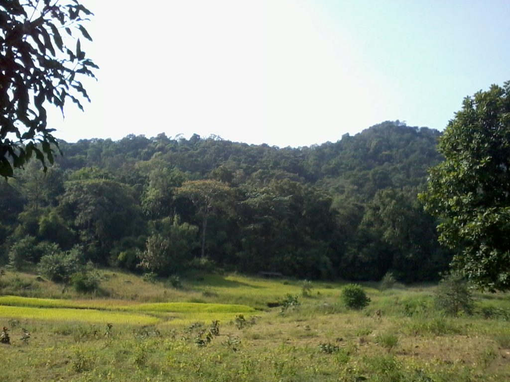 Forest Gadchiroli