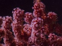 A bubblegum coral (Paragorgia spp.) similar to, but distinct from, the new species identified in Lydonia Canyon. (Photo by Ivan Agerton, OceanX)