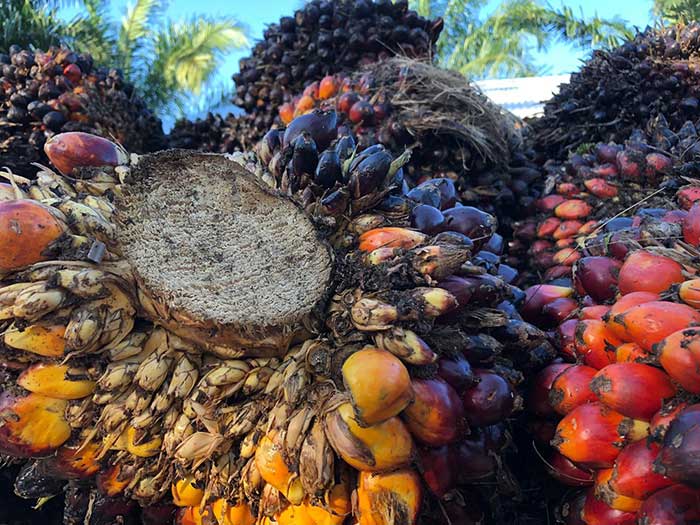 horrid palm oil