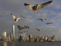 The Perilous Migration of Birds through Cities