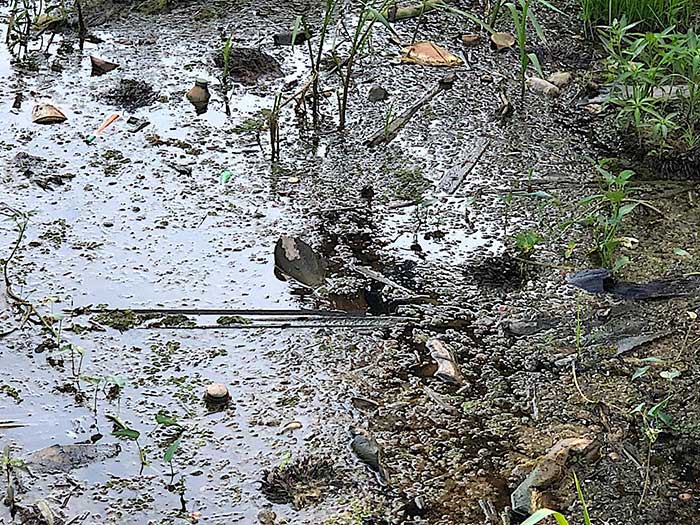 polluted waterways of Kalimantan