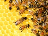 In Praise of Honey Bees