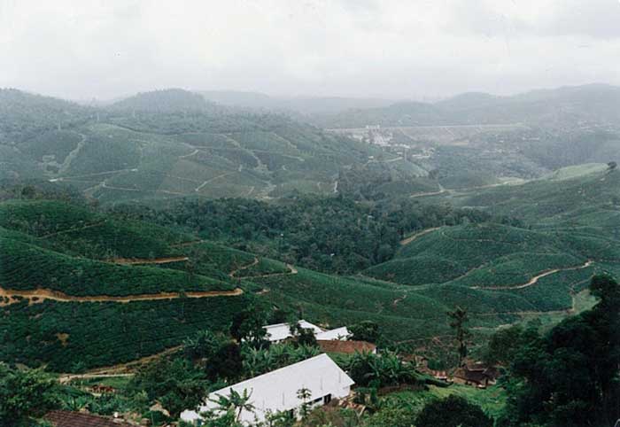 Manjapettai view