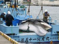 Again, whale slaughter, again Japan