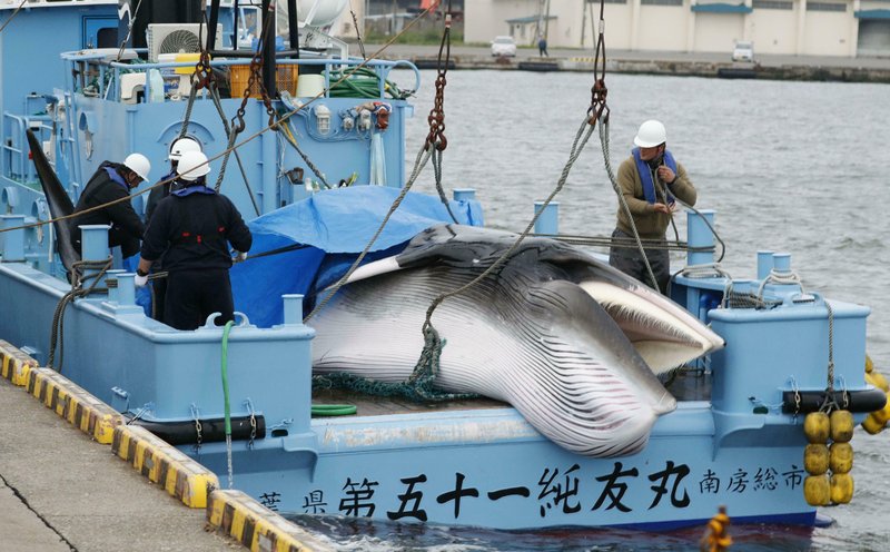 Whale japan AP