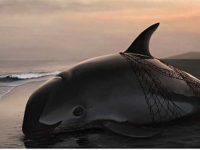 The looming extinction of the Vaquita porpoise