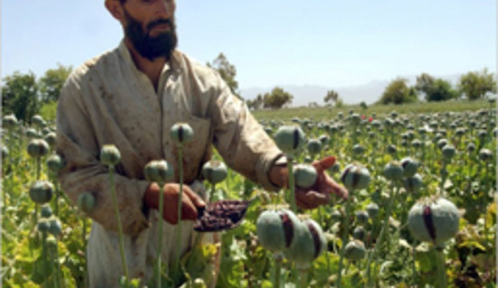 opium poppies afghanistan 4