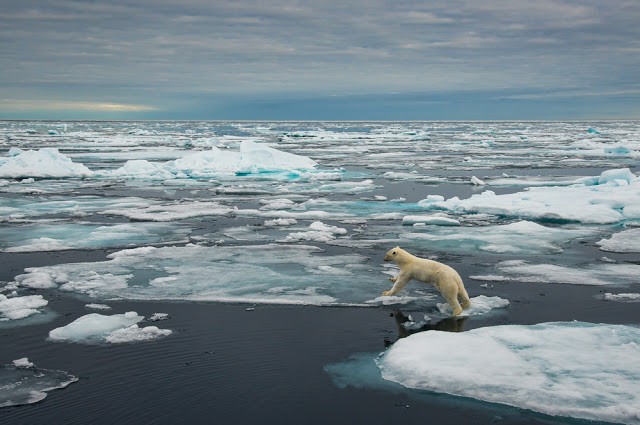 polar bear climate change global warming