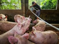 Piggish Problems: African Swine Fever Does Its Worst