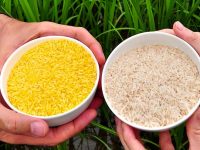 Genetically Engineered Golden Rice: A Silver Bullet that Misses the Target   