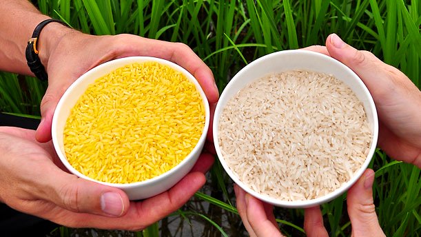 Genetically Engineered Golden Rice