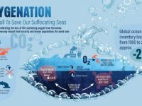 New Report on Ocean Oxygen Loss Gives ‘Ultimate Wake-Up Call’ to Act on Climate