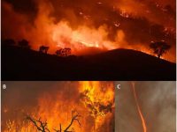 Global warming and the Australian fire storms