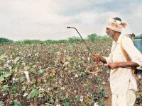 Bt Cotton: Cultivating Farmer Distress in India