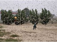 Pakistan and Somalia declare national emergency over locust as hordes near India border