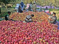 Himalayan Apple Growers in India Unite to Protect Domestic Market from Excessive Imports of Apples