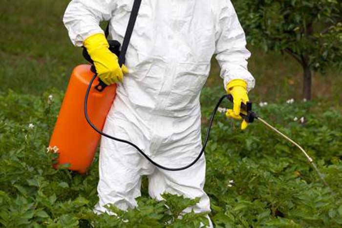 pesticide spraying non organic vegetables