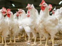 On International Respect for Chickens Day, Try Thinking About Them Differently