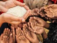 Rice for Hand Sanitiser production