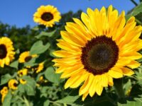 Girasole: Sunflower (How Language Is Learned)