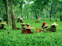 The post-colonial colonialism in the Tea Plantations