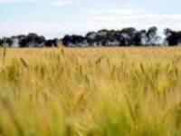 Battles over Barley: Australia, China and the Tariff Wars