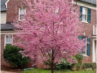 The Weeping Cherry Tree